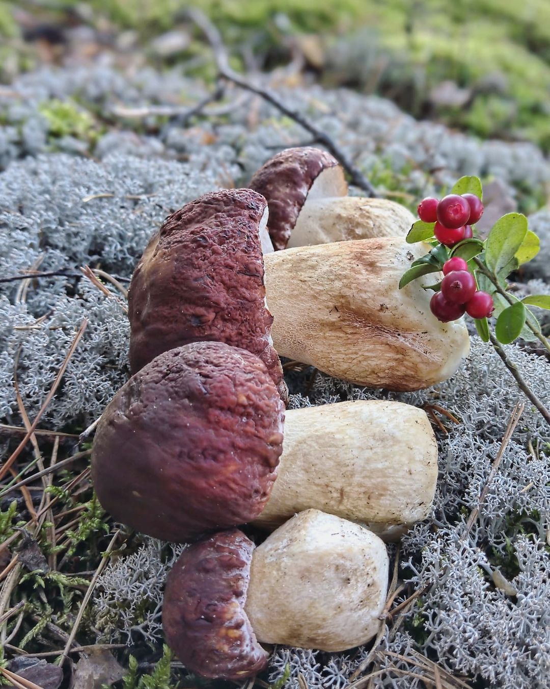 Белый гриб сосновый (Boletus pinophilus): описание, где растет, как  отличить, фото и сходные виды