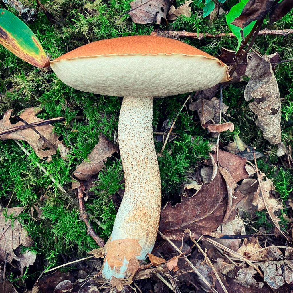 Подосиновик красный (Leccinum aurantiacum): описание, где растет, как  отличить, фото и сходные виды