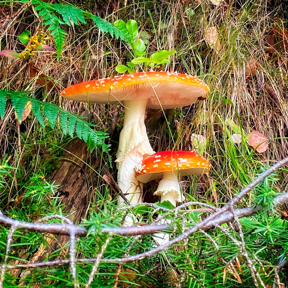 Мухомор красный (Amanita muscaria): описание, где растет, как отличить,  фото и сходные виды