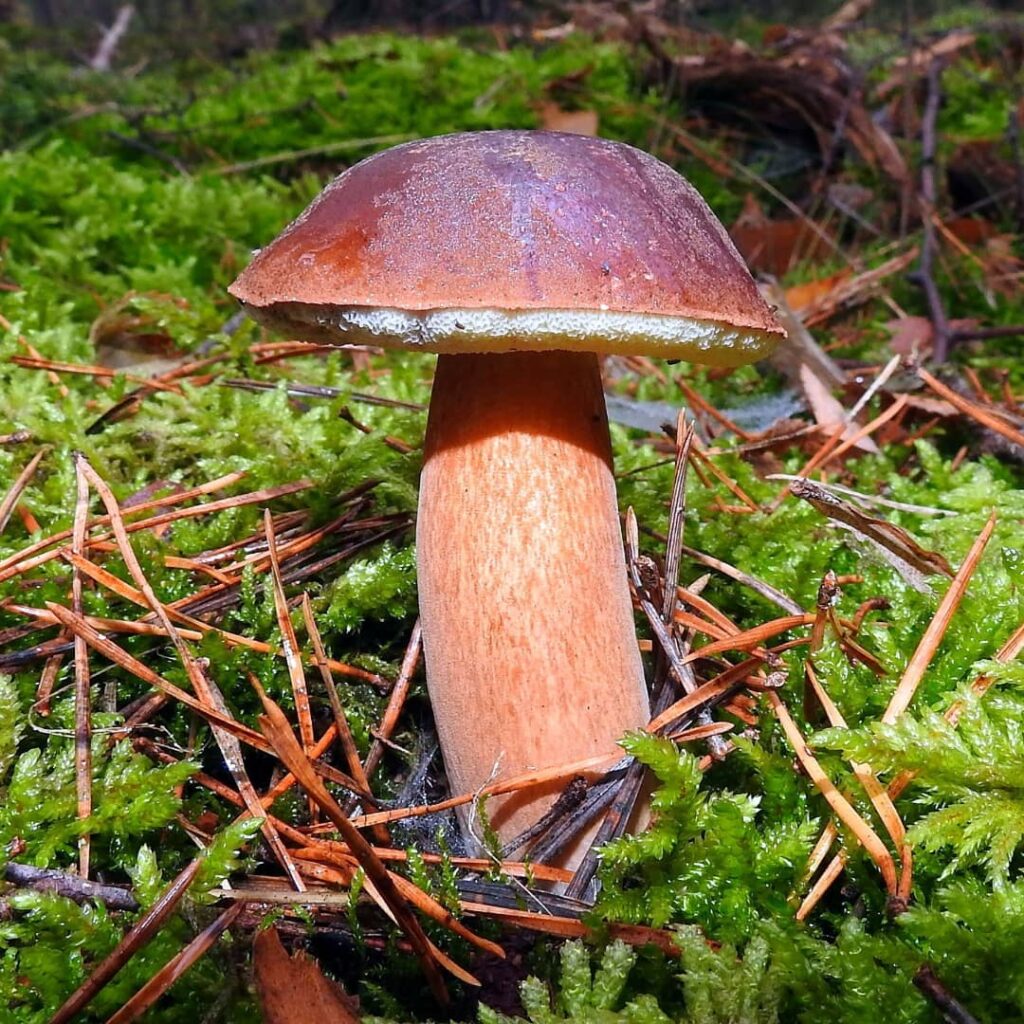 Польский гриб красный. Польский гриб. Польский гриб название. Польский гриб размер. Как растет польский гриб.