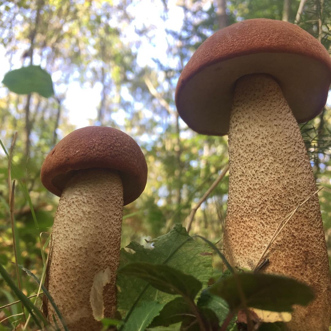 Подосиновик красный (Leccinum aurantiacum): описание, где растет, как  отличить, фото и сходные виды