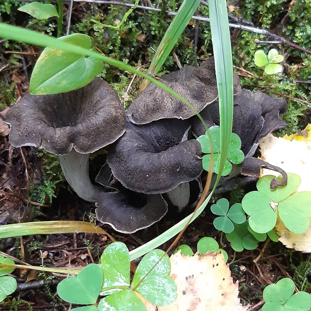 Лисичка черная (Craterellus cornucopioides): описание, где растет, как  отличить, фото и сходные виды