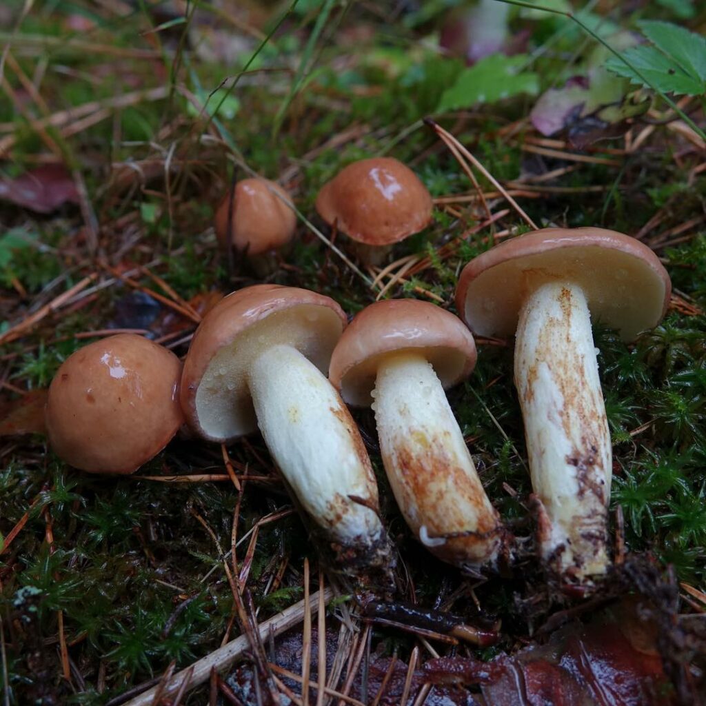 Пластинчатый масленок гриб. Масленок зернистый – летний гриб. Маслёнок Болетовые. Масленок трубчатый или пластинчатый гриб. Масленок пластинчатый гриб