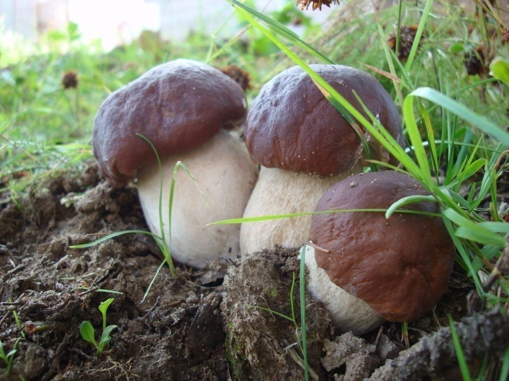 Выращивание белых грибов