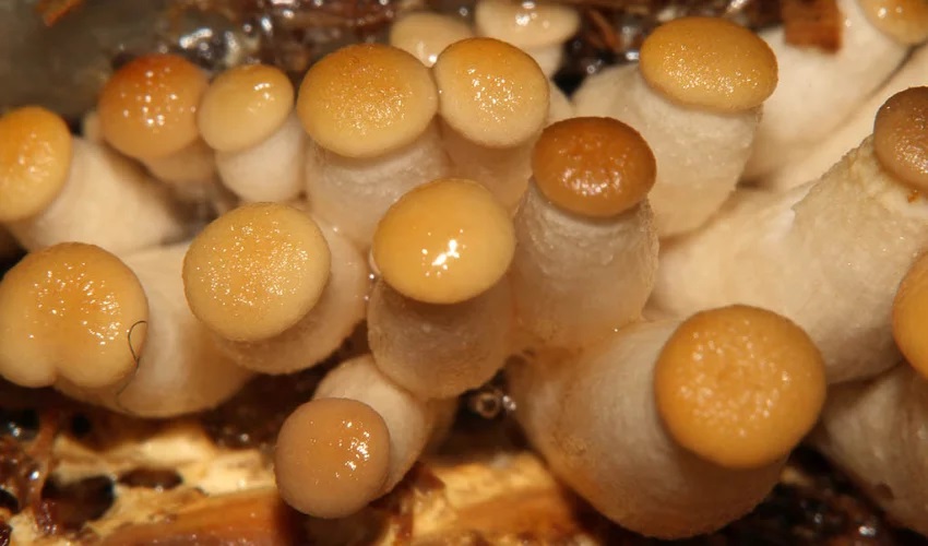 Уход за белыми грибами