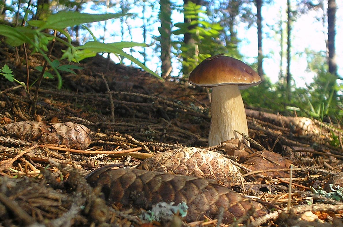 Гиб гибы. Грибы в лесу. Белые грибы в лесу. Белый гриб. Грибной лес.