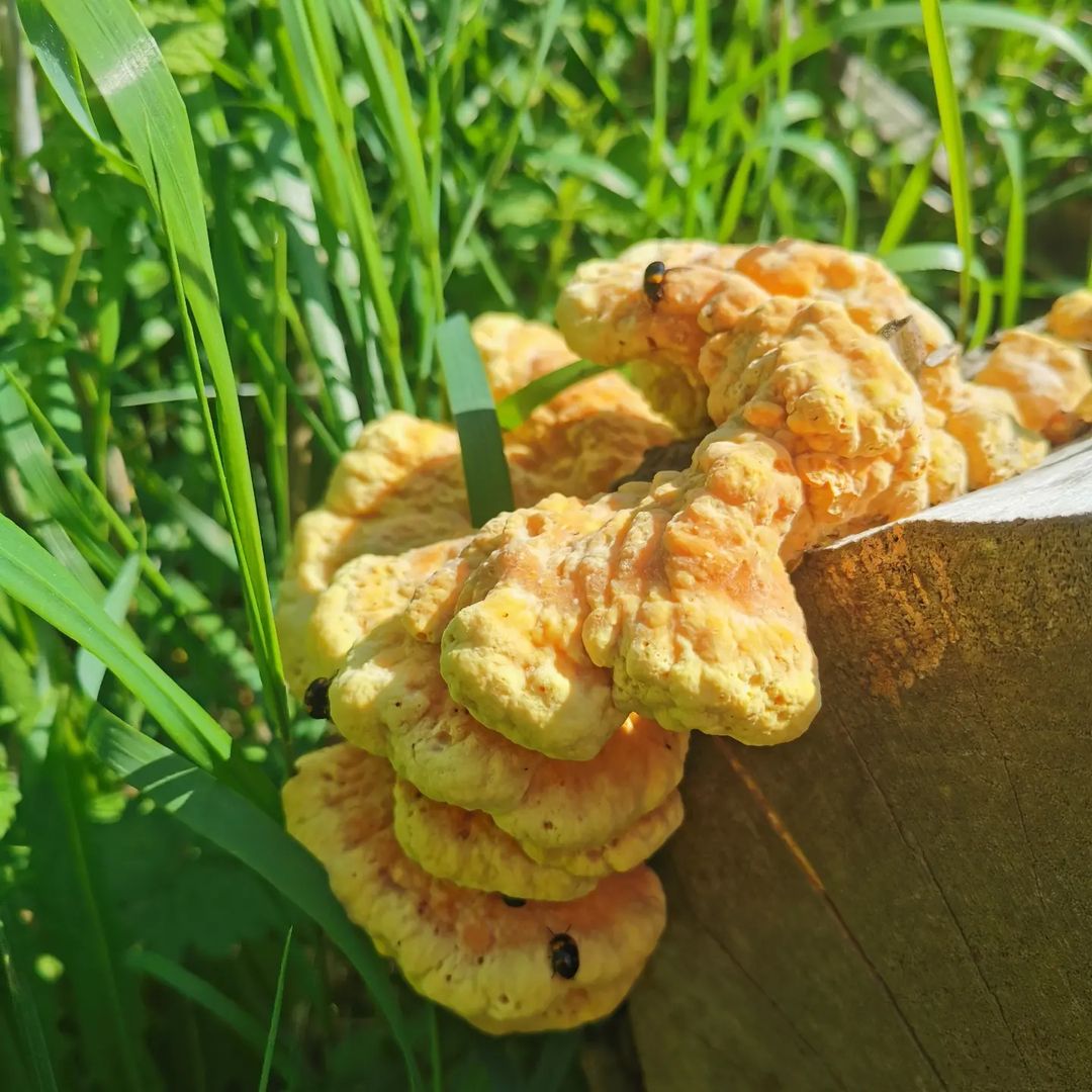 Трутовик серно-желтый (Laetiporus sulphureus): описание, где растет, как  отличить, фото и сходные виды