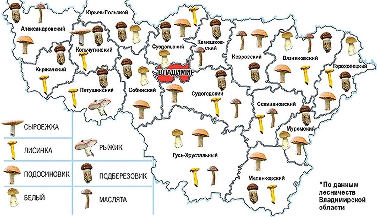 Лучшие грибные места Владимирской области