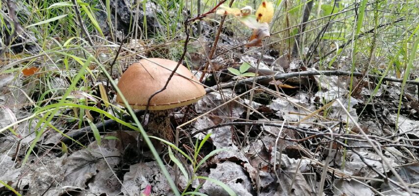 Лучшие грибные места Тюменской области