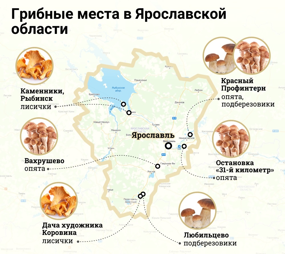 Лучшие грибные места Ярославской области