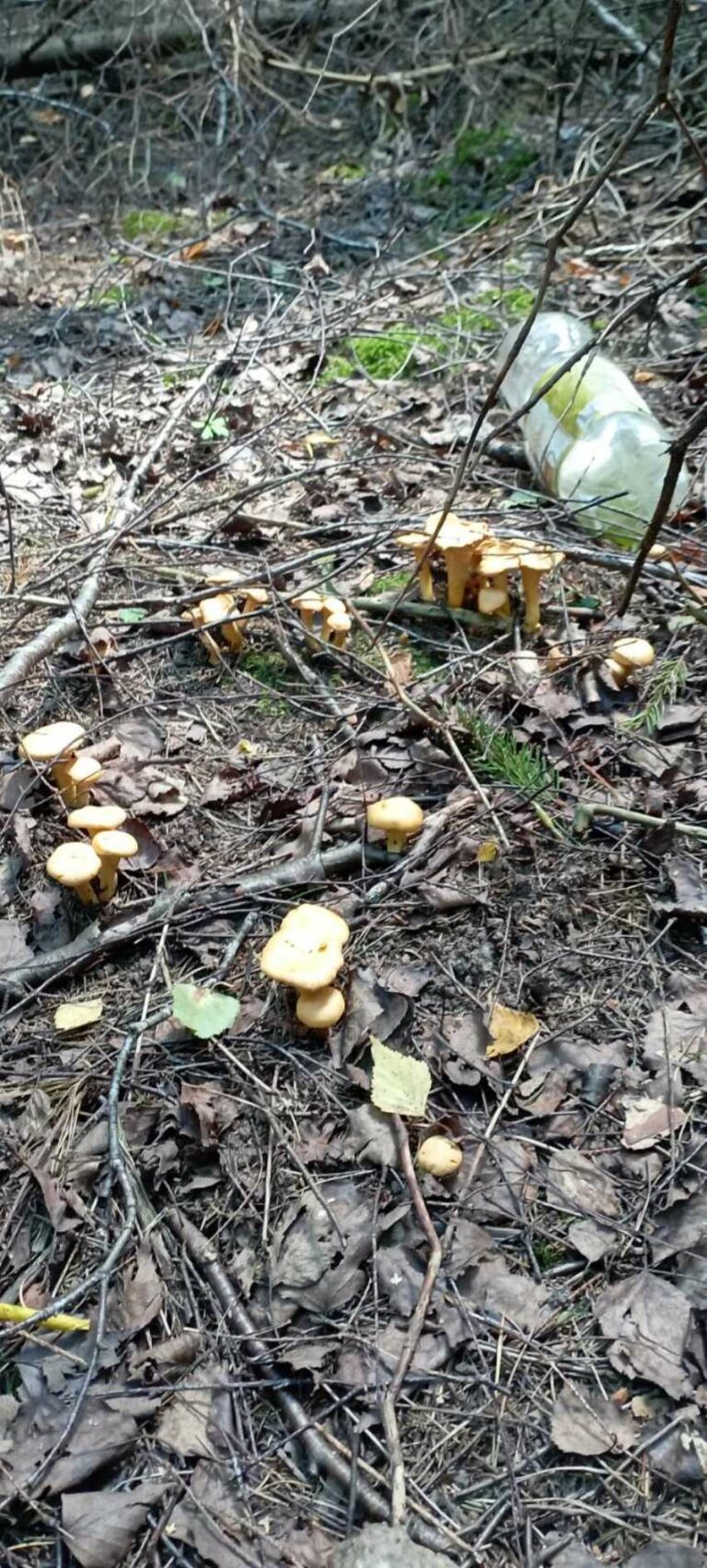 Фотография находки