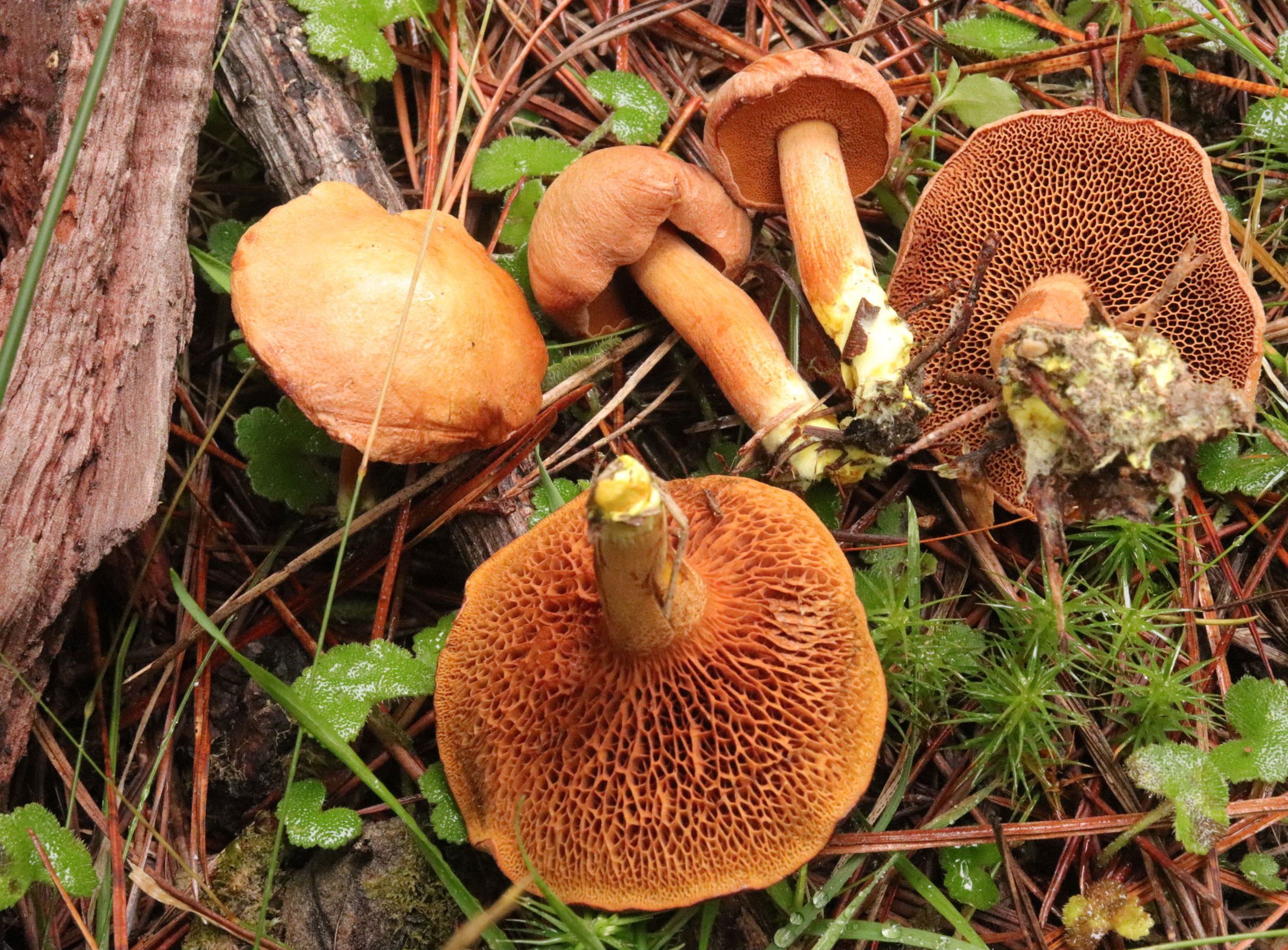 Перечный масленок (Chalciporus piperatus): описание, где растет, как  отличить, фото и сходные виды