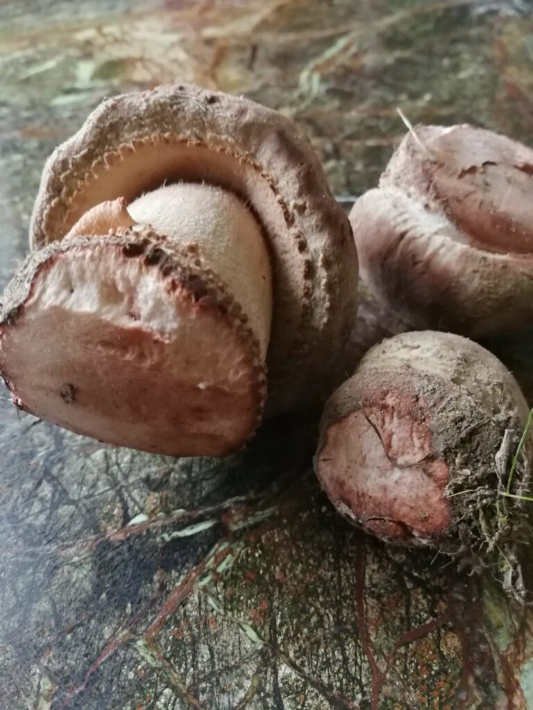 Фотография находки
