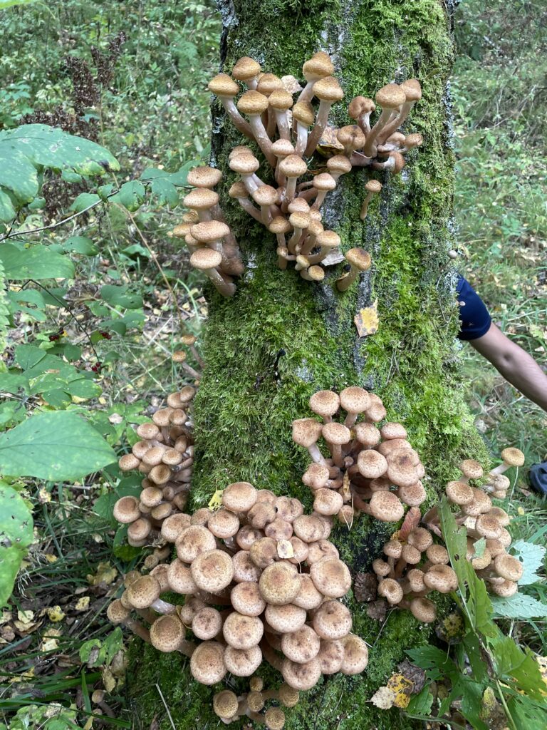 Фотография находки