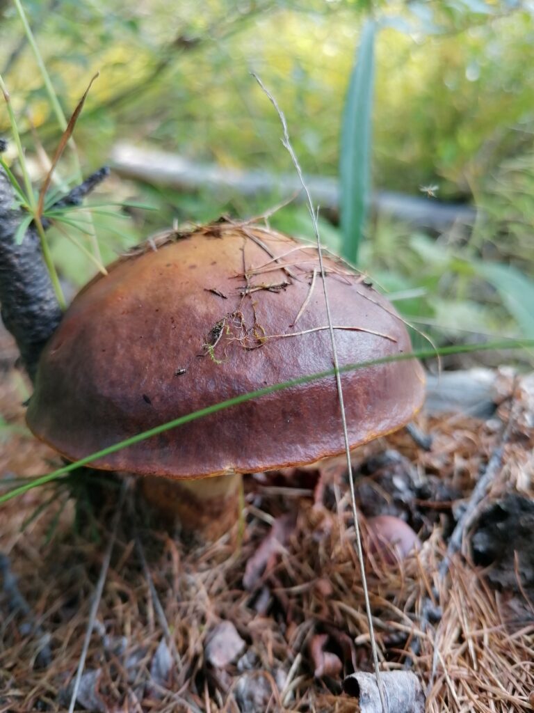 Фотография находки