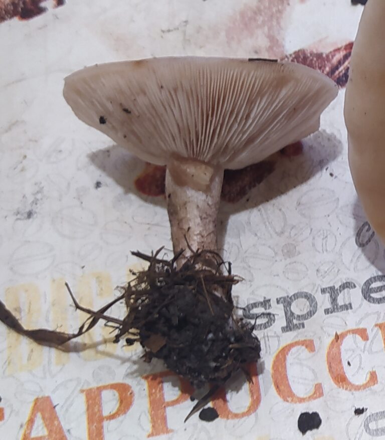 Фотография находки