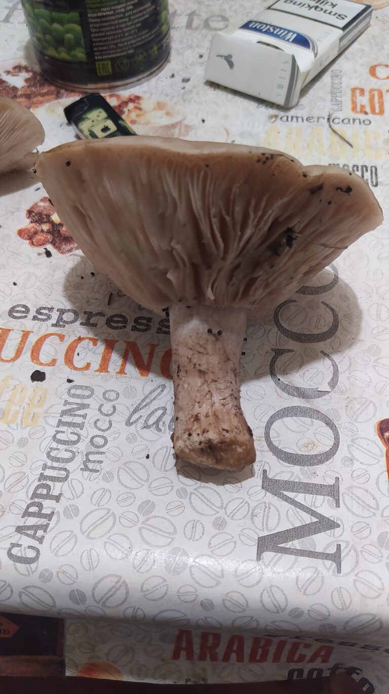 Фотография находки
