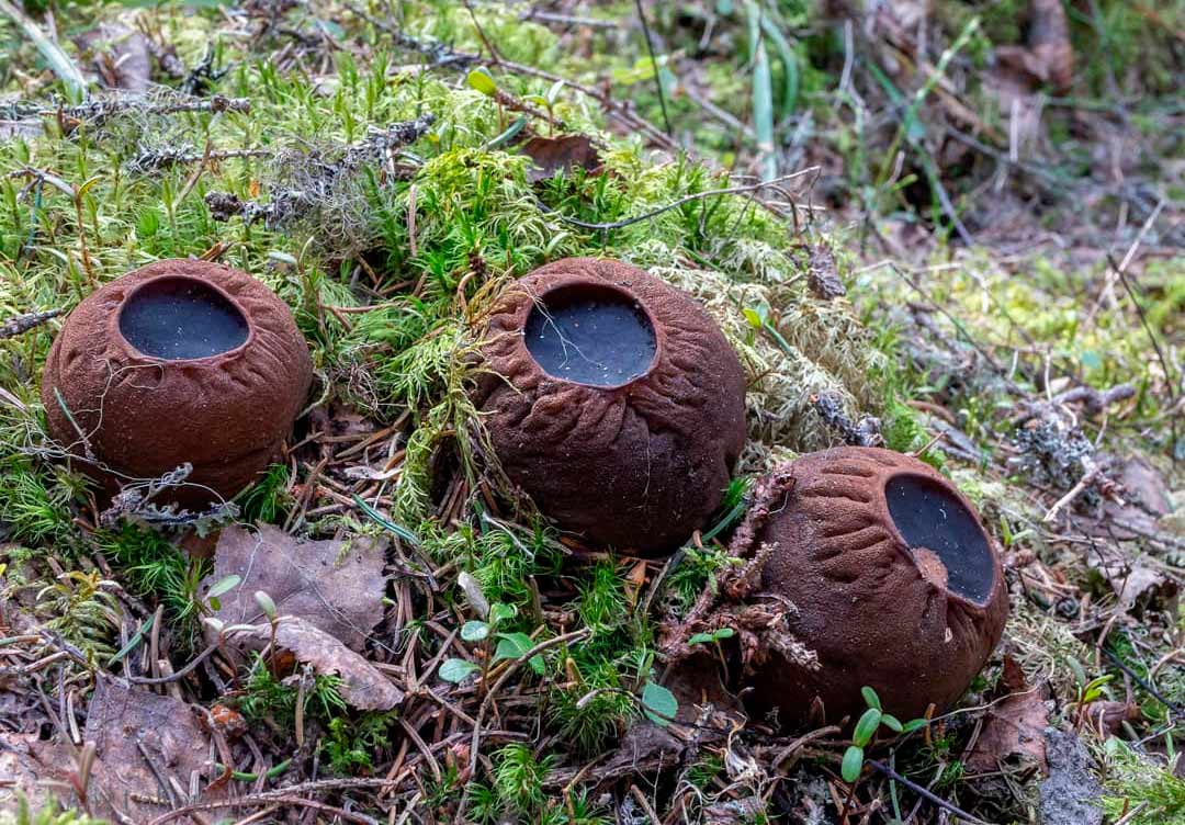 Саркосома шаровидная (Sarcosoma globosum): описание, где растет, как  отличить, фото и сходные виды