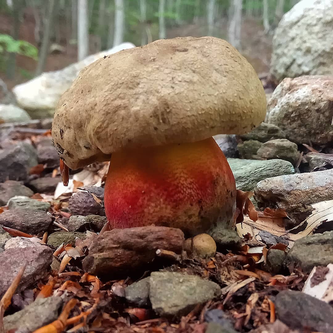 Есть гриб желчный. Ложный Боровик белый гриб. Боровик пурпурный Boletus purpureus. Боровик красивоножковый. Ложный Боровик, желчный гриб.