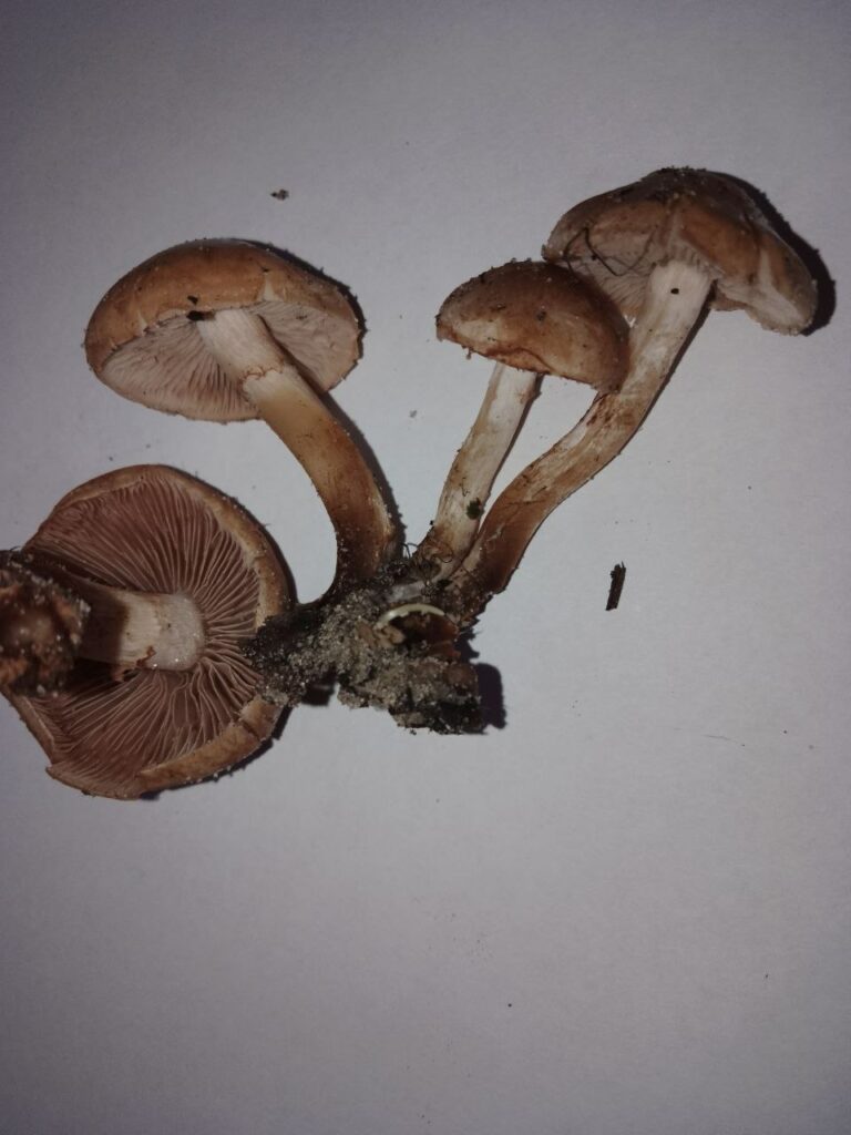 Фотография находки