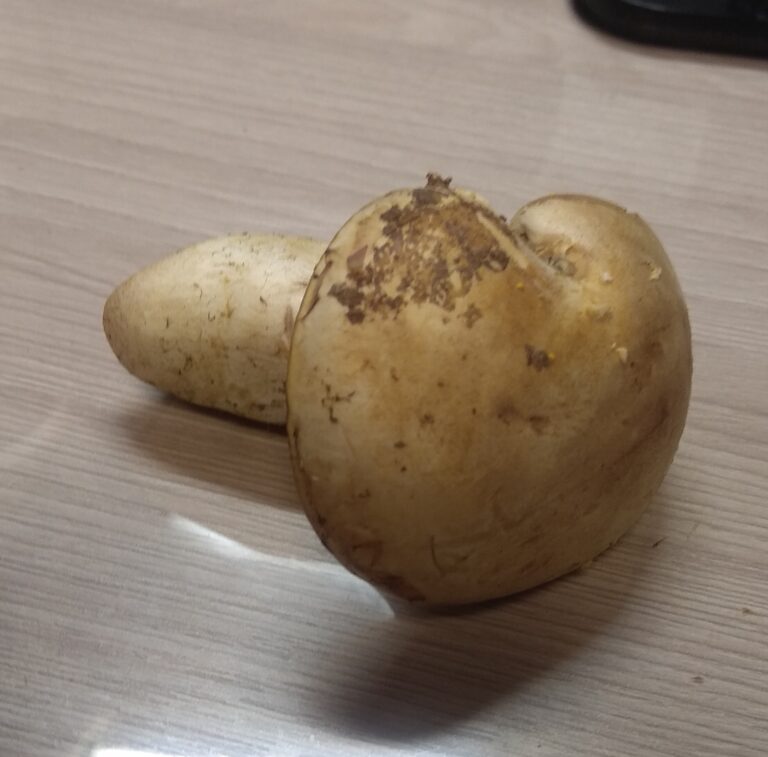 Фотография находки