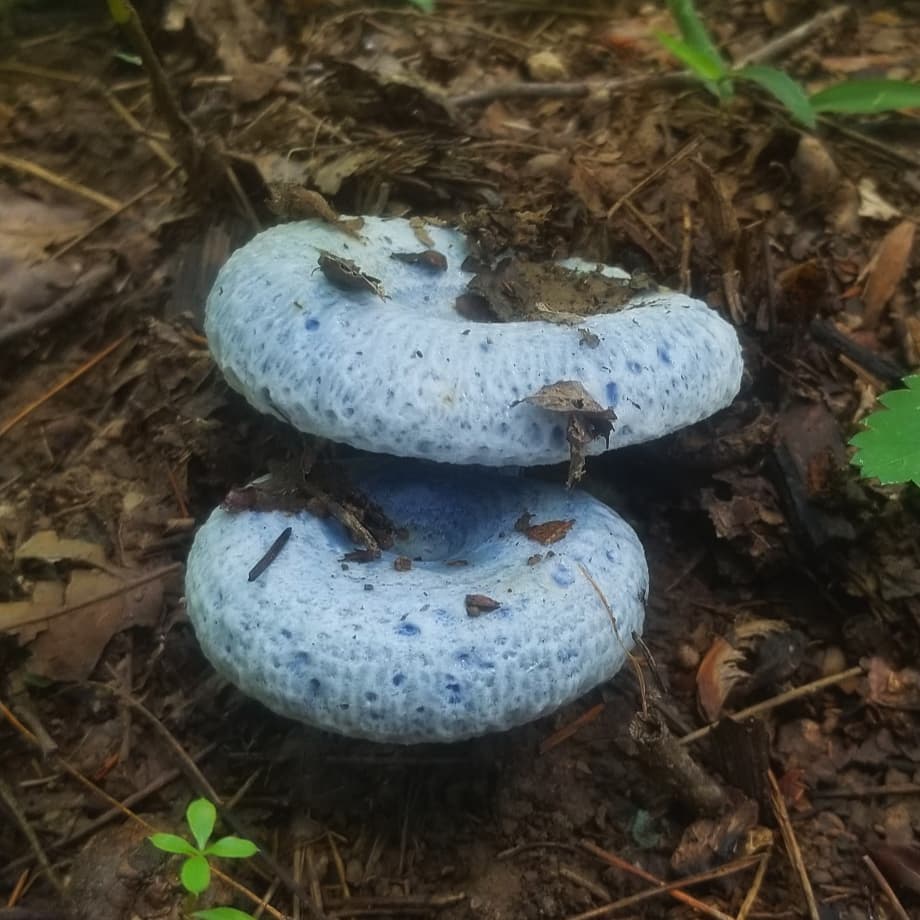 Млечник голубой (Lactarius indigo): описание, где растет, как отличить,  фото и сходные виды