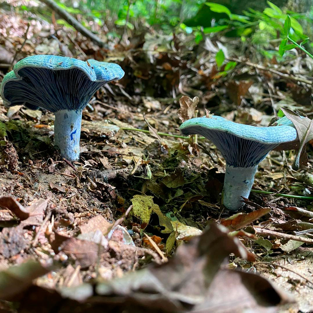 Млечник голубой (Lactarius indigo): описание, где растет, как отличить,  фото и сходные виды