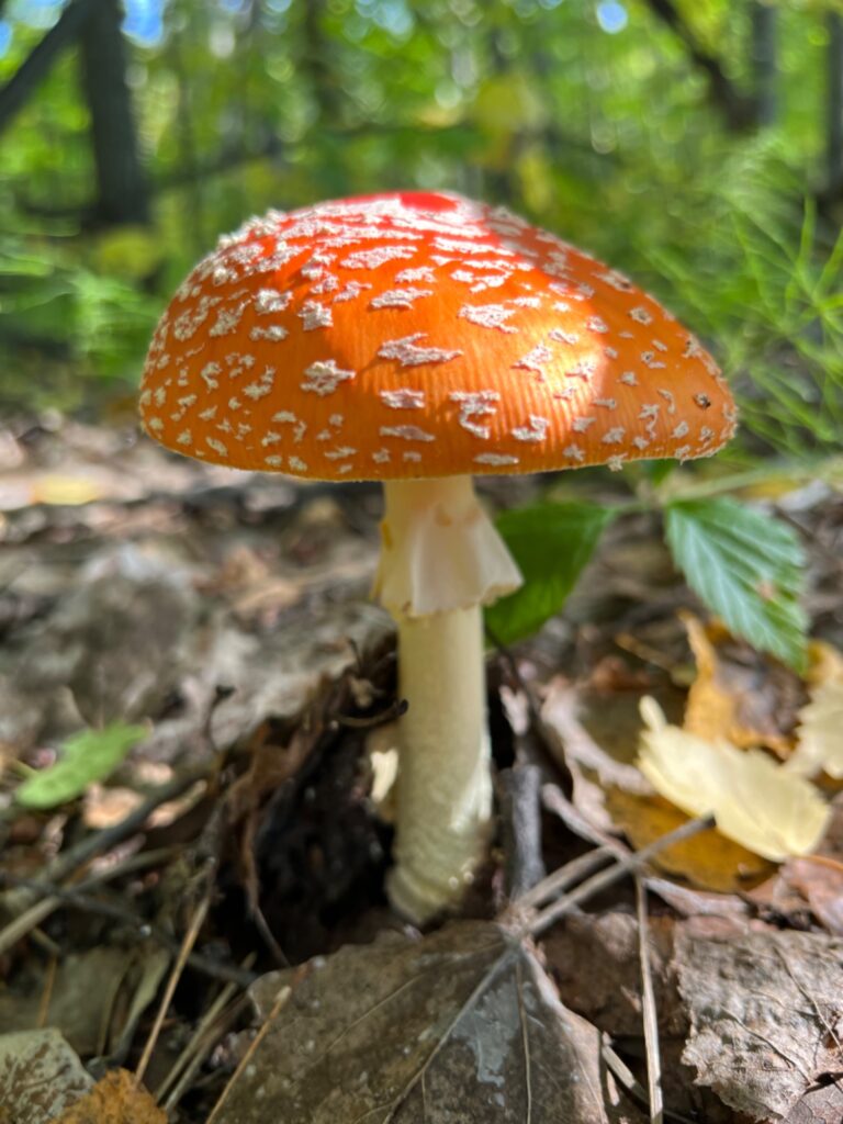 Фотография находки
