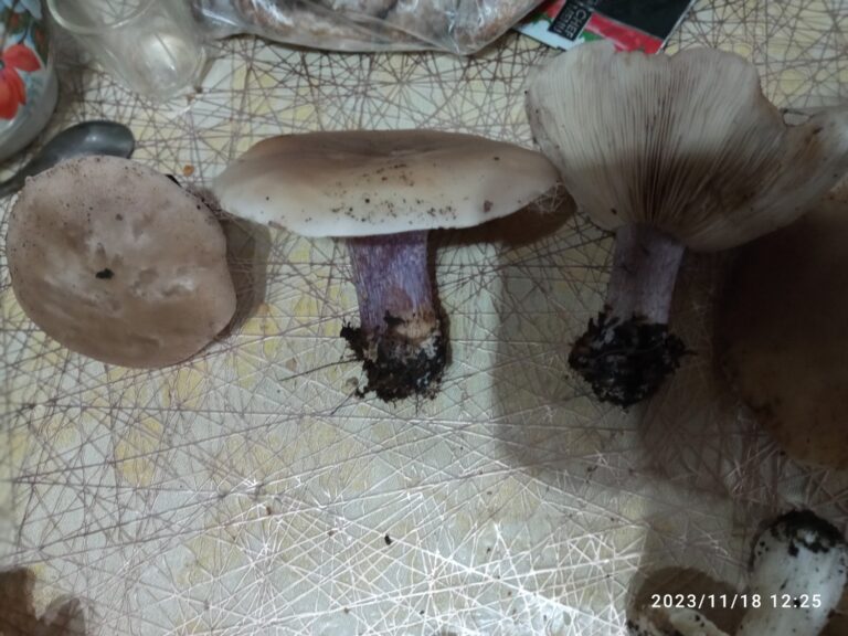 Фотография находки