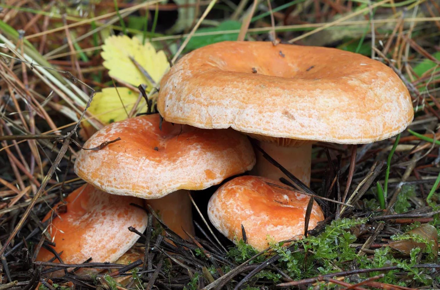 Есть гриб рыжик. Рыжик Сосновый/Боровой (Lactarius deliciosus);. Млечник Рыжик гриб. Царский гриб Рыжик. Рыжик Боровой Сосновый.