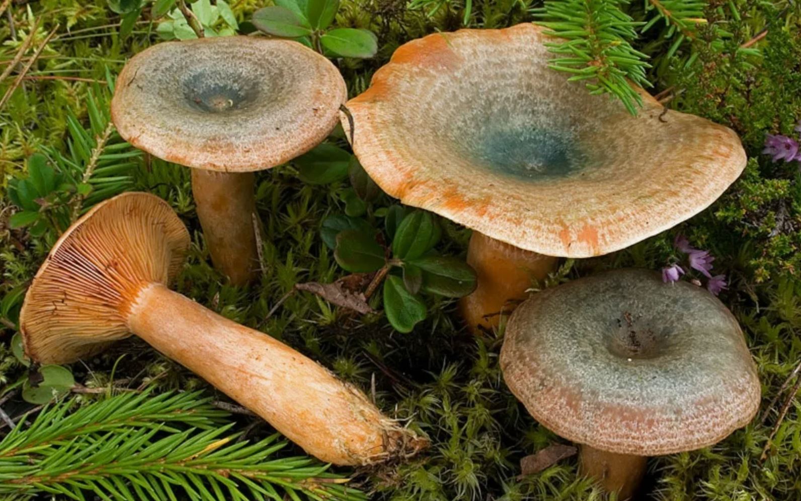 Есть гриб рыжик. Рыжик еловый (Lactarius deterrimus). Рыжик Сосновый/Боровой (Lactarius deliciosus);. Рыжик еловый/еловик (Lactarius deterrimus);. Рыжики пластинчатые грибы.