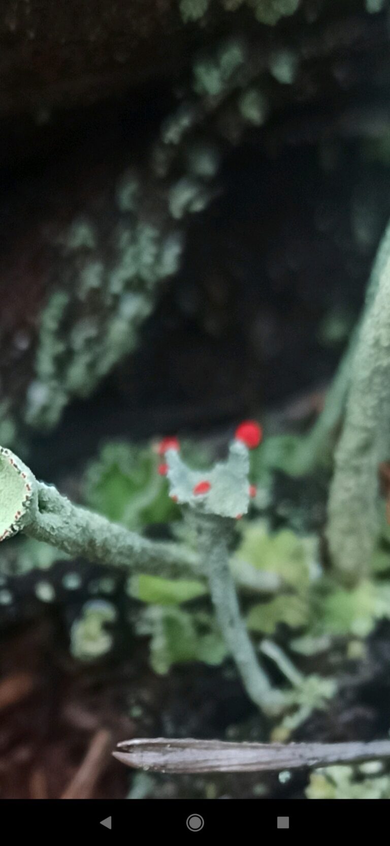Фотография находки