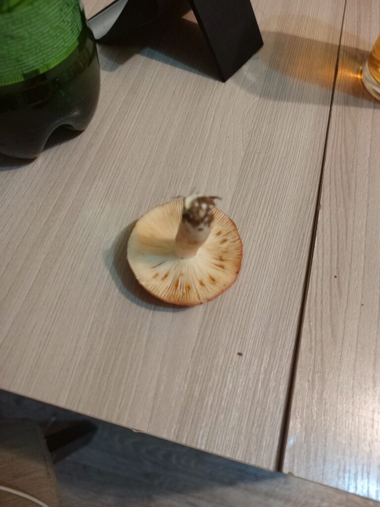 Фотография находки