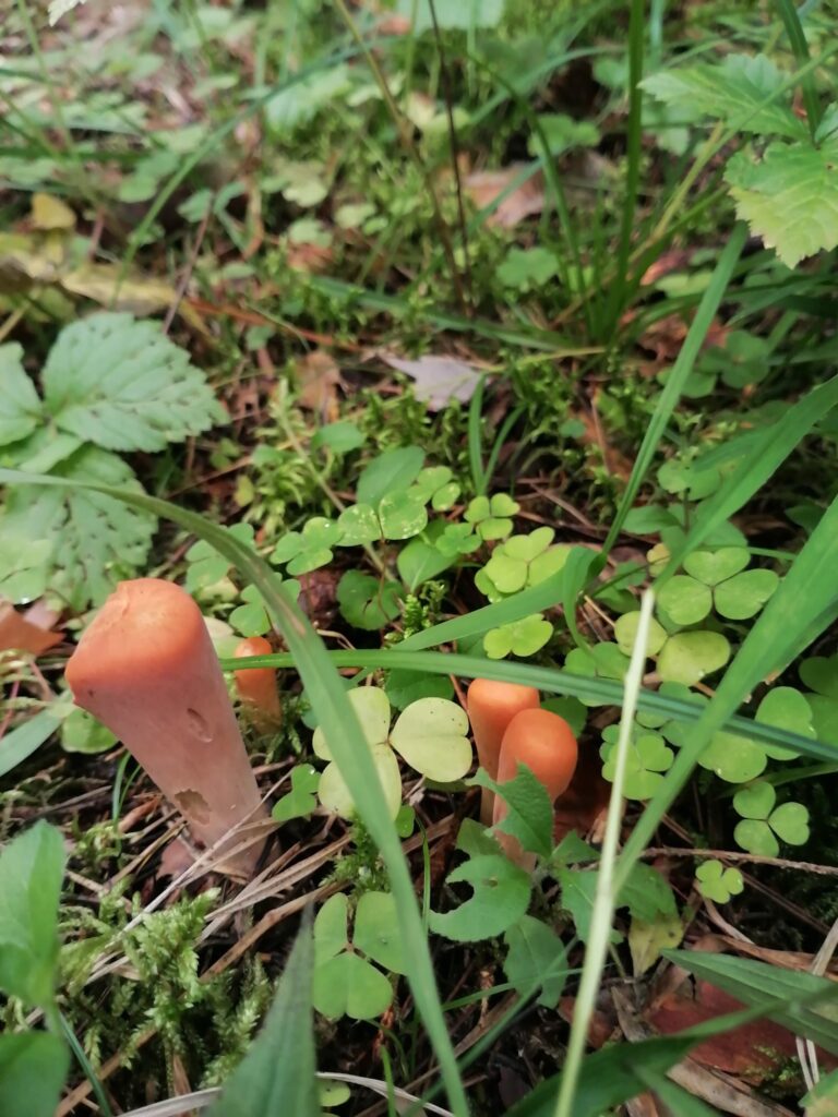 Фотография находки