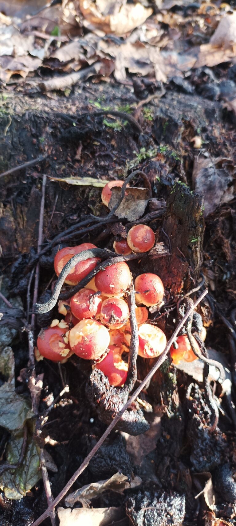 Фотография находки