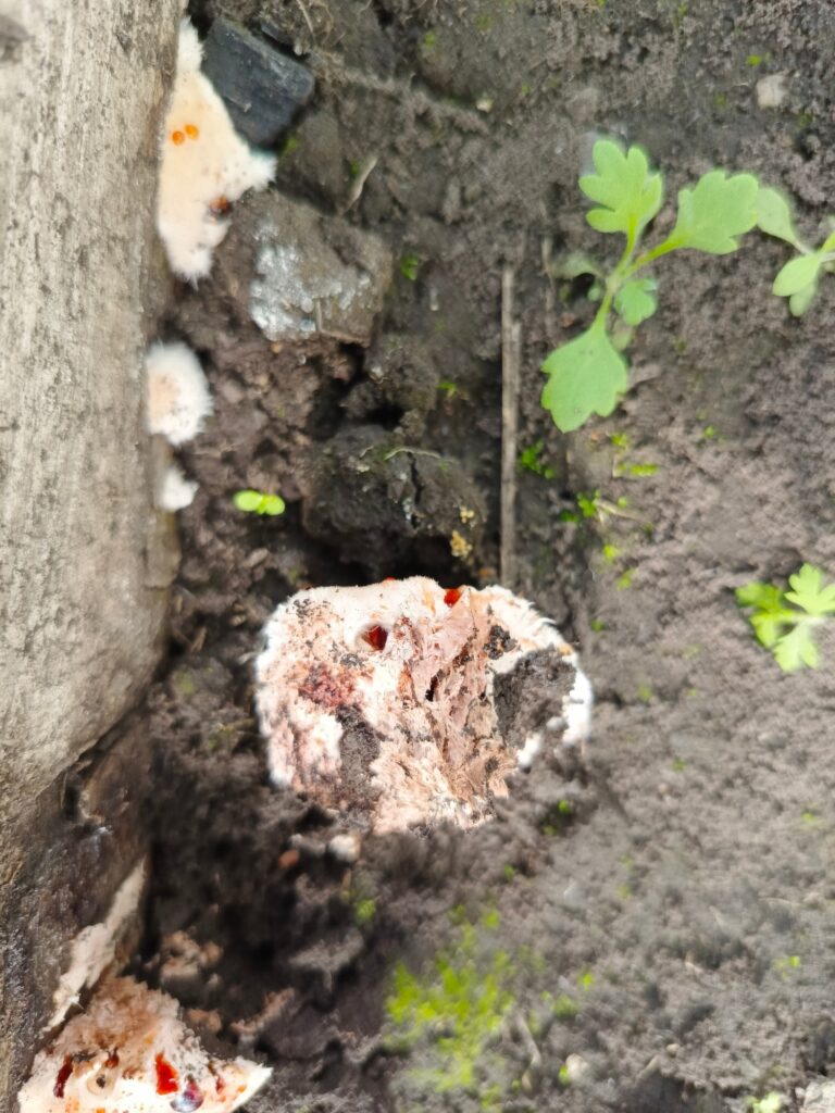 Фотография находки