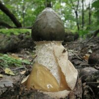 Phallus impudicus