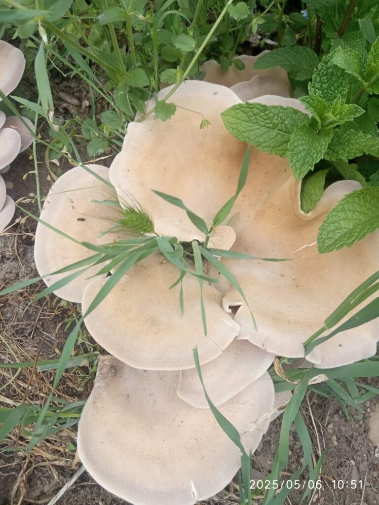 Фотография находки