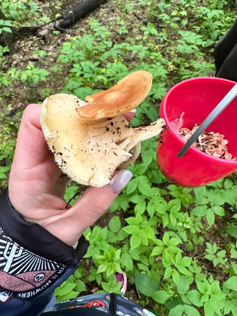 Фотография находки
