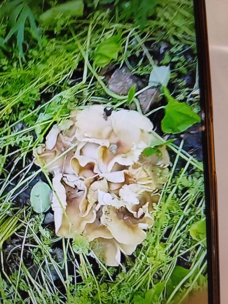 Фотография находки