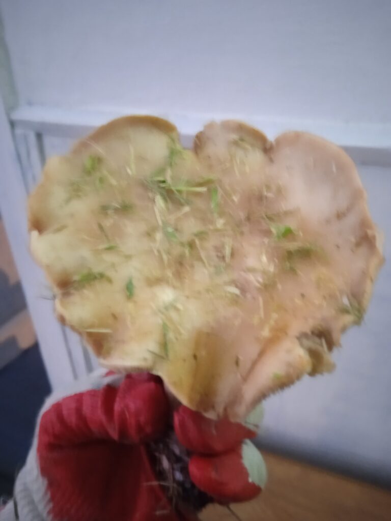 Фотография находки