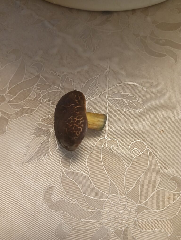Фотография находки