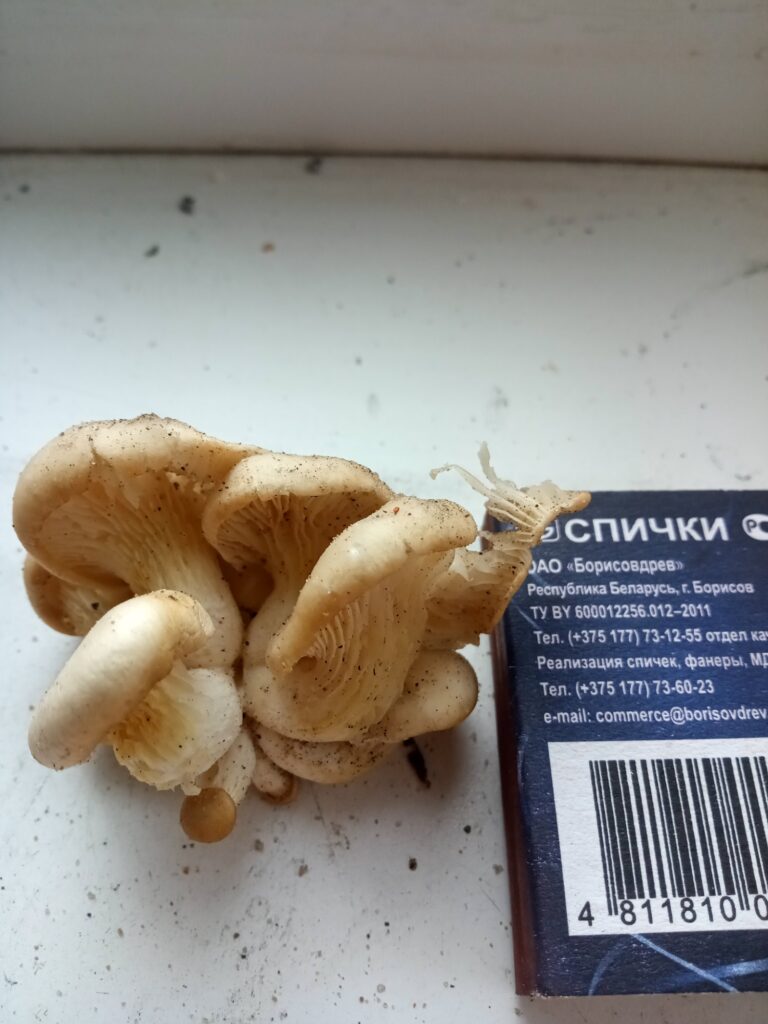Фотография находки