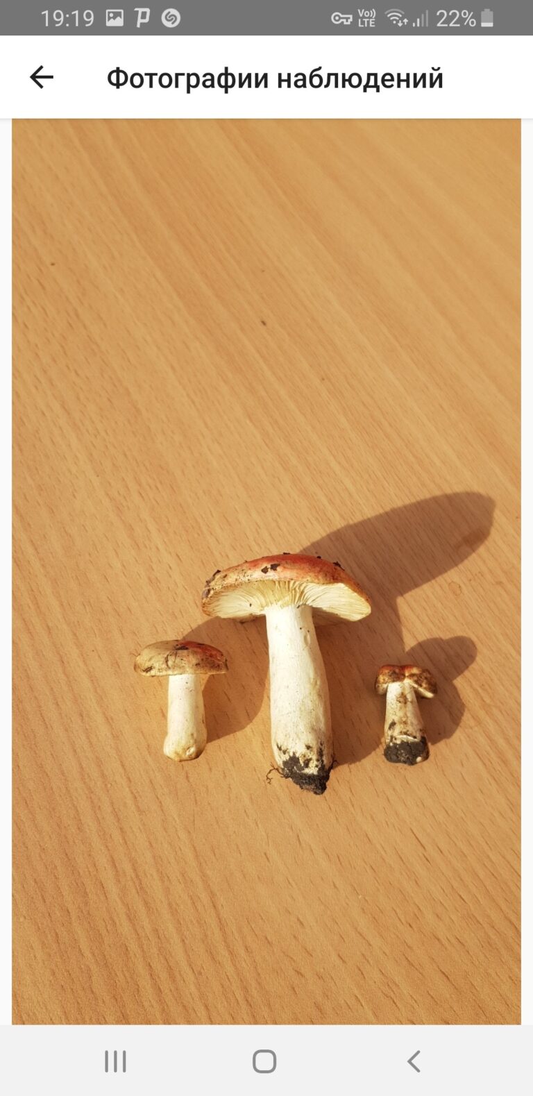 Фотография находки