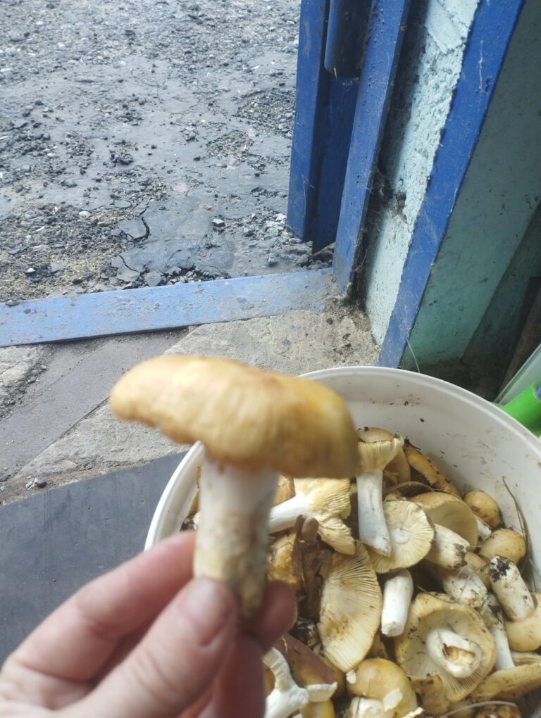 Фотография находки
