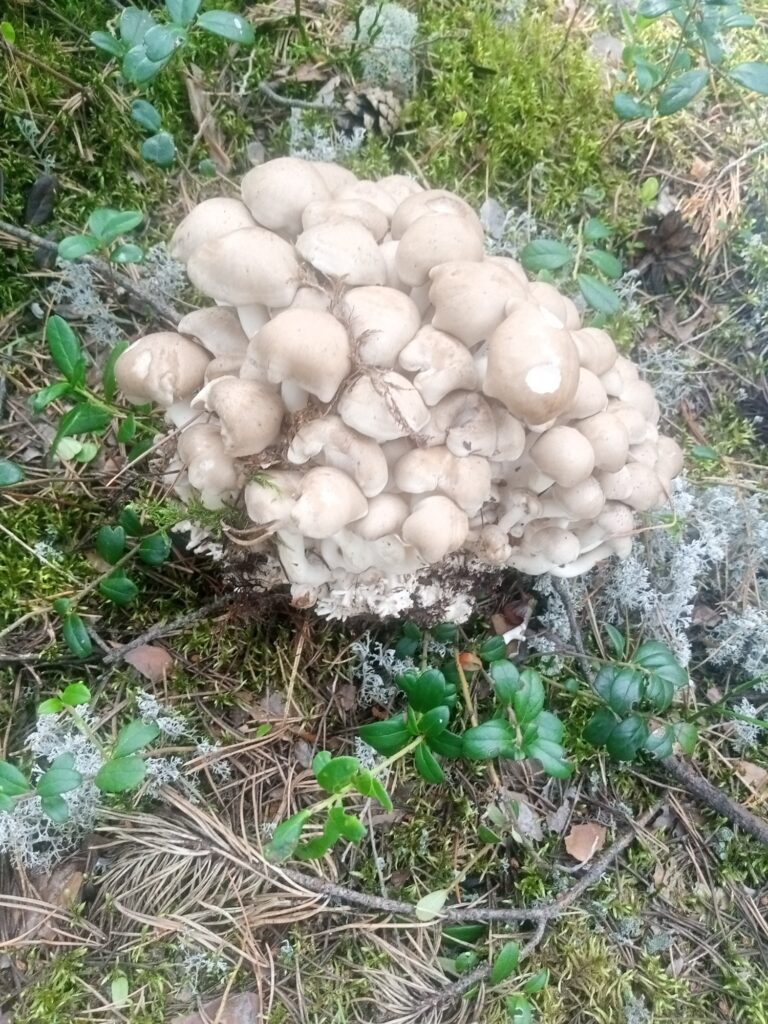 Фотография находки