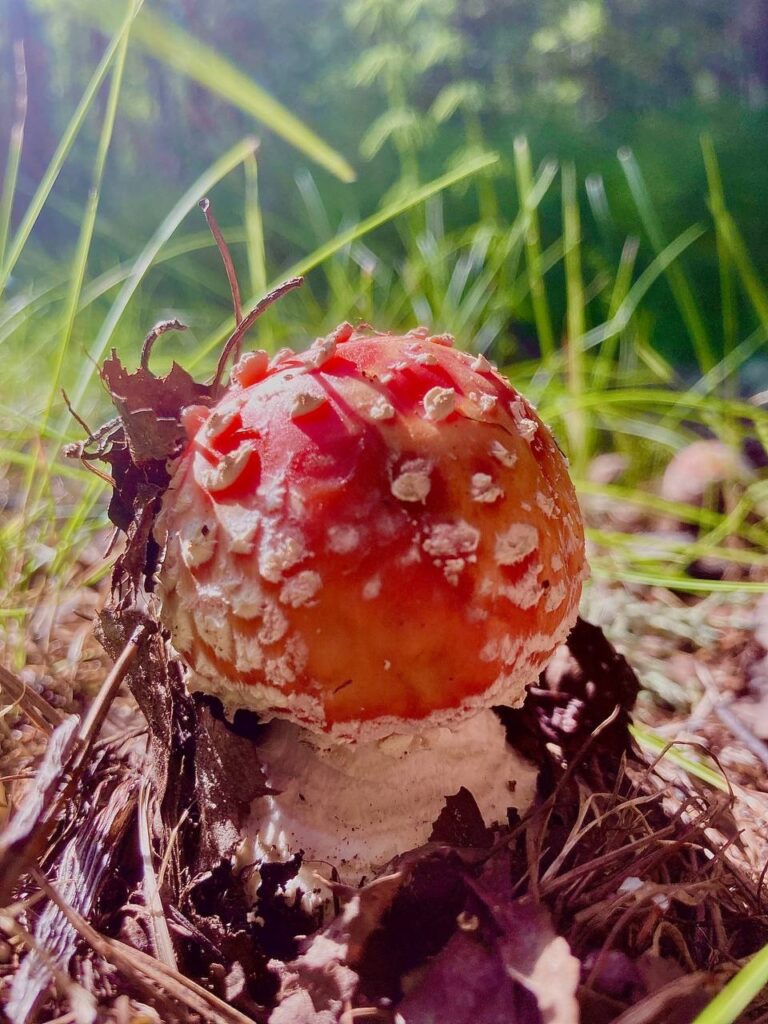 Фотография находки