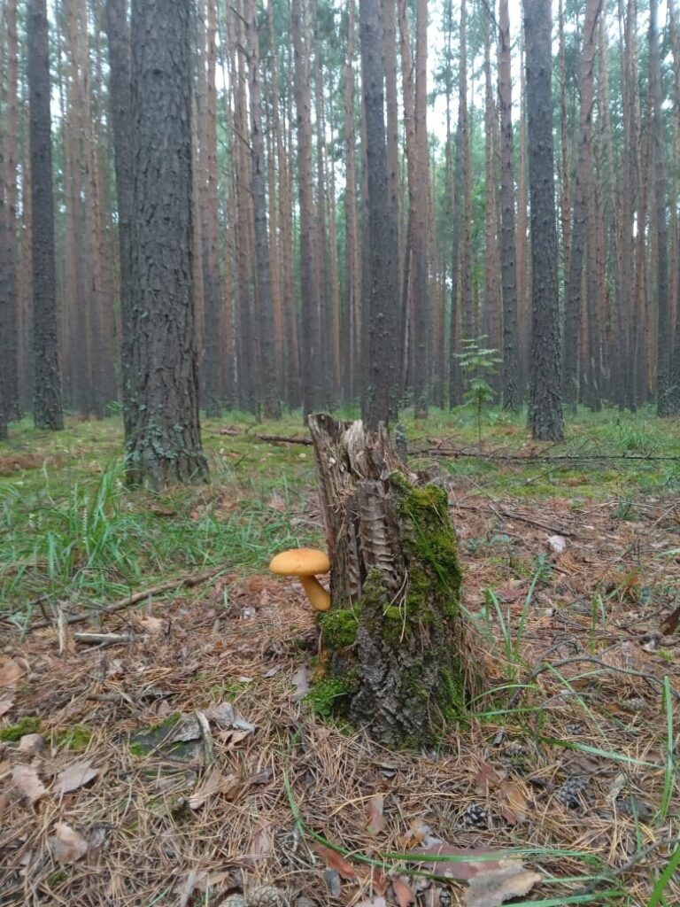 Фотография находки