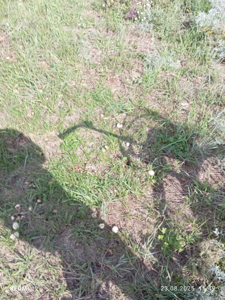 Фотография находки