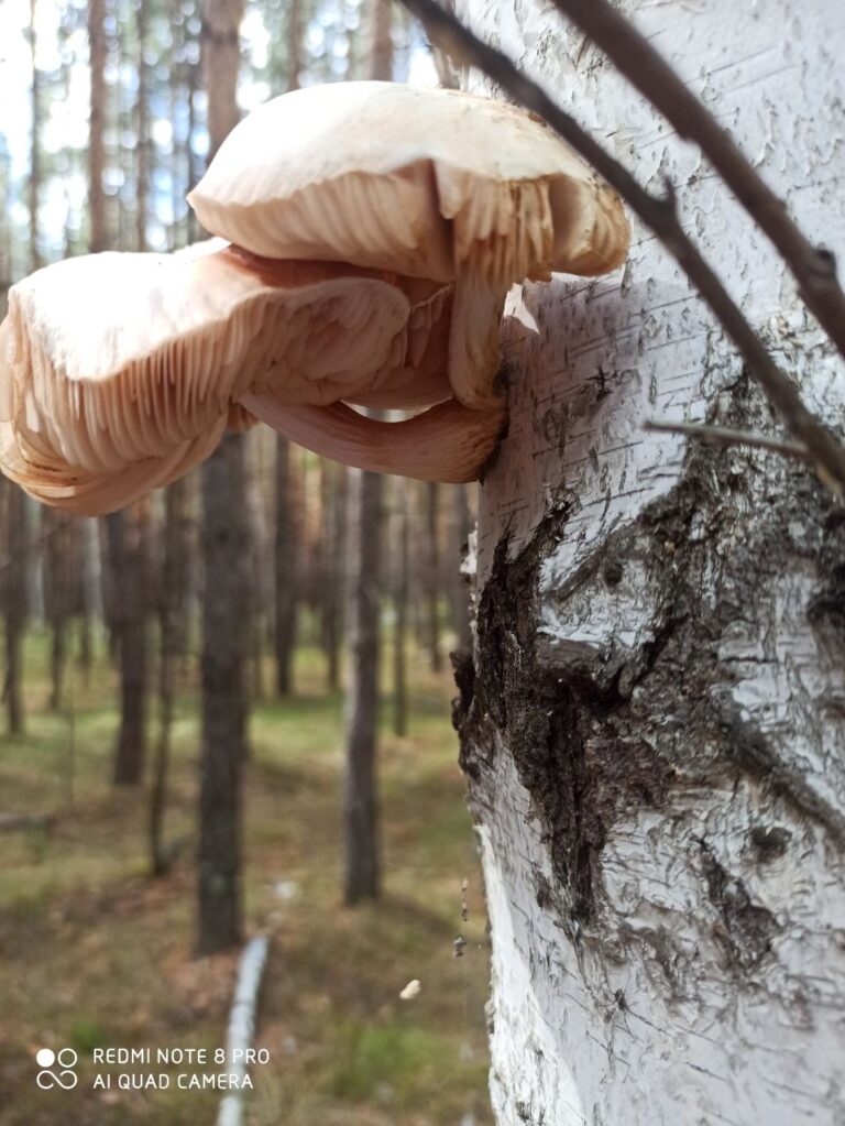 Фотография находки